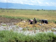 Kano Assembly Seeks Urgent Aid for Rice Farmers Hit by Flooding