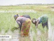 Climate Change Puts Nigeria’s Food Supply Under Pressure as Farmers Count Losses